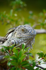 Iguana in a tree