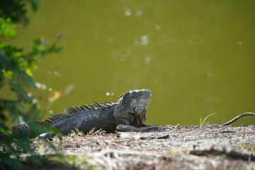 Iguana in a tree