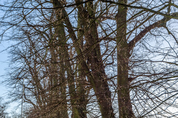 Background of leafless branches