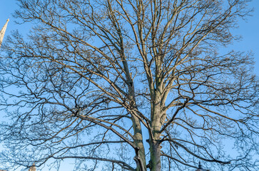 Background of leafless branches