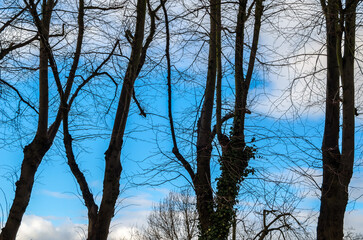 Background of leafless branches