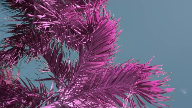 young palm trees pink color against a clear sky look up 360 HLG3, BT.2020