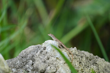 Gecko