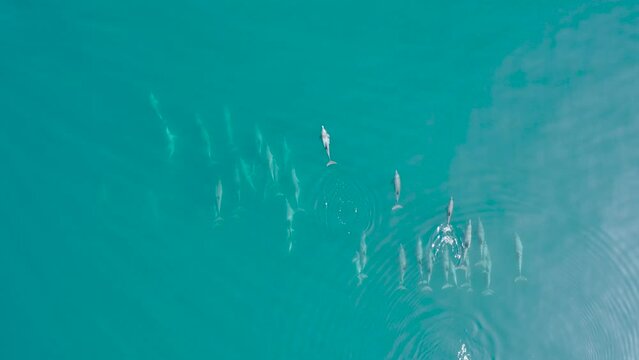 Wide overhead shot of a large group of dolphins swimming playfully over crystal clear water in the Maldivian sea 4k