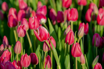Selective focus of red pink flowers with green leaves in the garden, Tulips (Tulipa) are a genus of spring-blooming perennial herbaceous bulbiferous geophytes, Nature floral background, Netherlands.