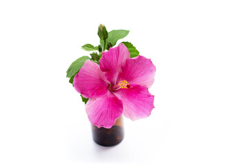 Hibiscus flower on white background.