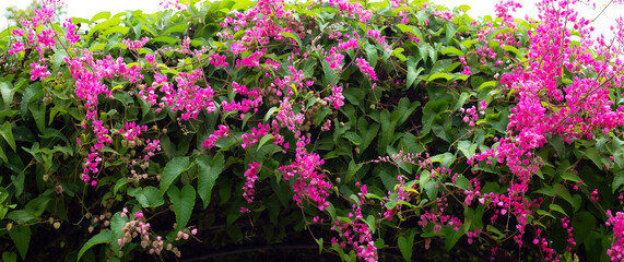 Fototapeta na wymiar Mexican creeper, Chain of love, Coral vine. Pink flower