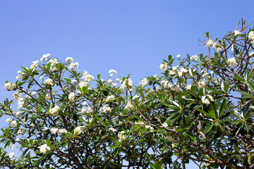 Plumeria or frangipani flower. Tropical tree with blue sky