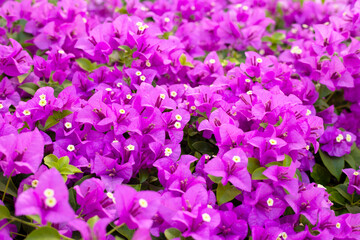 Beautiful purple bougainvillea flowers with green leaves