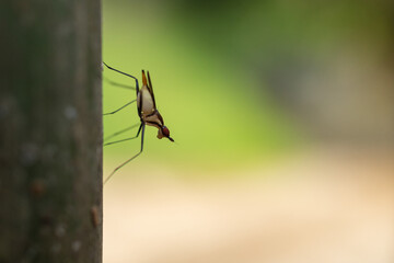 Banana Stalk Flies with long legs