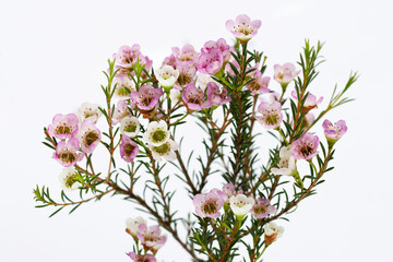 Pink white waxflower on white background.