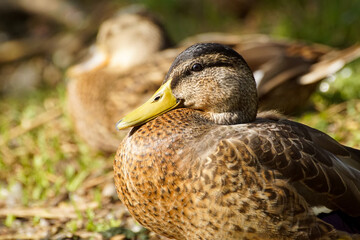 female duck