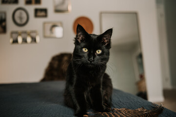 Black Kitten on Bed