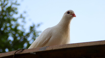 White dove pigeon sit on the roof.