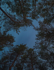 The tops of pine trees in the forest against the background of the night starry sky, abstraction for the background of the night sky