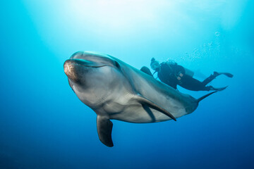 Bottlenose dolphin with scuba diver, French Polynesia