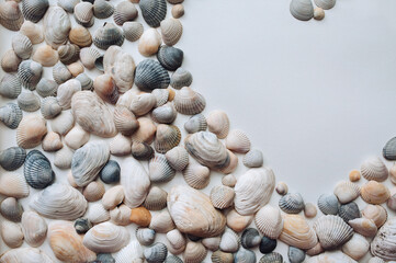 Light gray and orange seashells lie on white textured paper. Natural background with copy space.