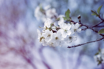 Blooming cherry orchard. Spring background with white flowering branches against the sky, toned, soft focus