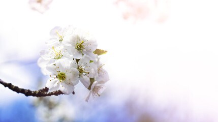 Blooming cherry orchard. Spring background with white flowering branches against the sky, soft focus