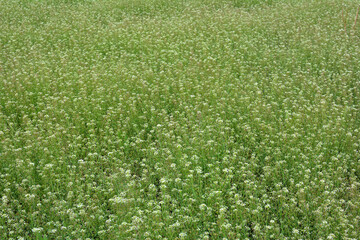 Capsella bursa-pastoris grow in nature