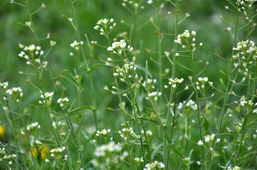 Fototapeta premium Capsella bursa-pastoris grow in nature
