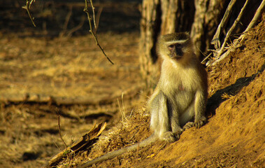 baboon sitting on the ground