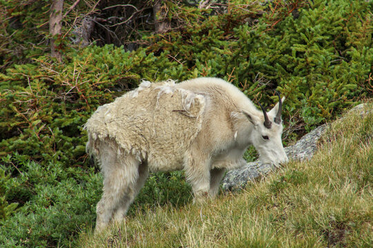 shedding mountain goat grazing on hillside