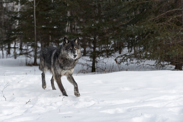 Fototapeta na wymiar Black-Phase Grey Wolf (Canis lupus) Trots Out of Woods Space to Right Winter