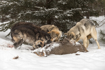 Wolves (Canis lupus) Interact Aggressively at Body of White-Tail Deer Winter