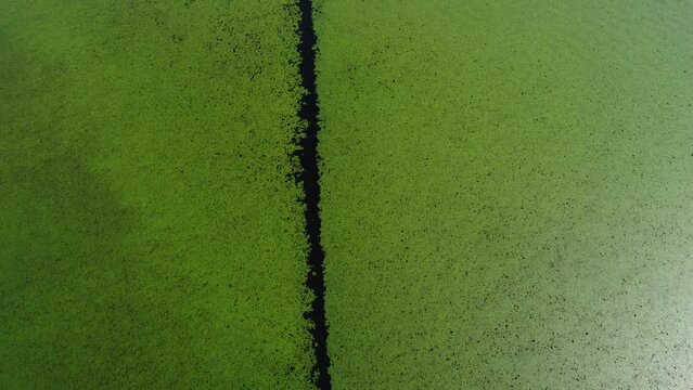 Green nature background. Aerial view of wetlands in Skadar lake. Boat road between by green lily pads, water chestnut, trap, moss covering the water national park, summer in Montenegro, drone shot