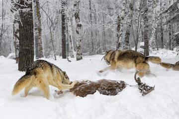 Wolves (Canis lupus) Run Behind Packmate Tearing at Body of White-Tail Deer Winter