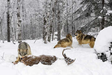 Wolves (Canis lupus) Interact Behind Packmate Chewing on Body of White-Tail Deer Winter