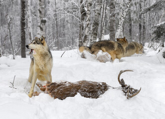 Wolves (Canis lupus) Looks Up With Mouthful Full of Fur Two Wolves Run in Background Winter