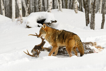 Coyote (Canis latrans) Stands Next to Body of White-Tail Deer Eyes Closed Winter