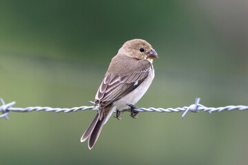 Seedeater female perched on barbed wire post in northeastern Brazil. White-throated Seedeater - Sporophila albogularis