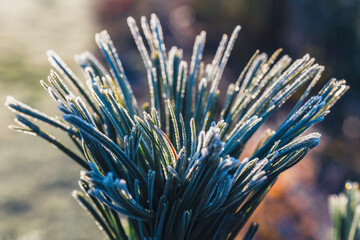 close up of pine covered with hoar frost against blue sky
