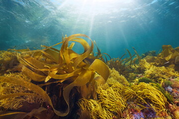 Kelp and others seaweeds with sunlight underwater in the ocean, Eastern Atlantic, Spain, Galicia - obrazy, fototapety, plakaty