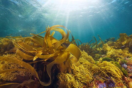 Kelp and others seaweeds with sunlight underwater in the ocean, Eastern Atlantic, Spain, Galicia