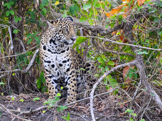 Fototapeta na wymiar Wild Jaguar standing, portrait in Pantanal, Brazil