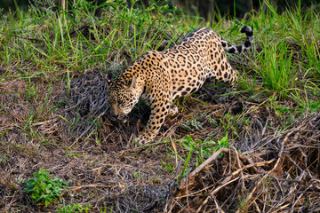 Wild Jaguar walking on river's precipice with tall grass  in Pantanal, Brazil