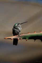 Hummingbird Perched on Cactus