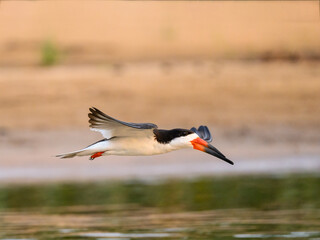 Black Skimmer in flight over river in Pantanal, Brazil 