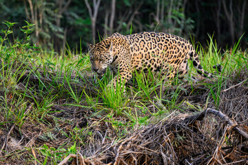 Fototapeta na wymiar Wild Jaguar walking on river's precipice with tall grass in Pantanal, Brazil