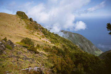 Fototapeta premium Great, magic, ancient trees of Fanal forest, Madeira Island, Portugal