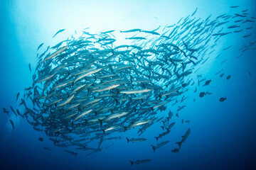 Fototapeta na wymiar Barracuda, French Polynesia