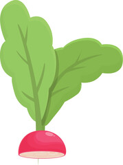 Salad radish icon cartoon vector. Agriculture diet. Fresh organic