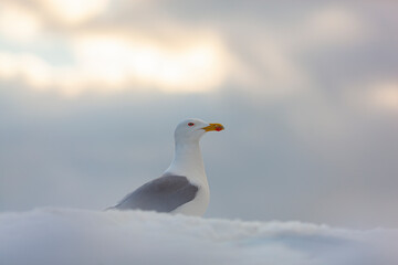 Seagulls in the Winter Season Photo, Karakoy Beyoglu, Istanbul Turkey