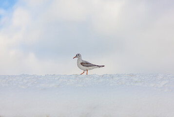 Seagulls in the Winter Season Photo, Karakoy Beyoglu, Istanbul Turkey