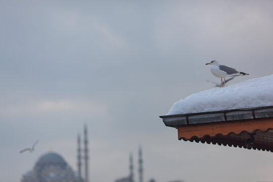 Seagulls in the Winter Season Photo, Karakoy Beyoglu, Istanbul Turkey