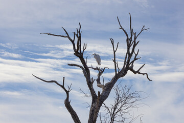 Great Egret in Old Tree in Arizona Desert